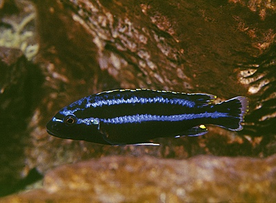 Melanochromis loriae 'Ndumbi Rocks'